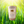 Load image into Gallery viewer, Kaffir Lime Zests 50g Tube
